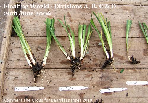 Floating World Divisions A, B, C & D